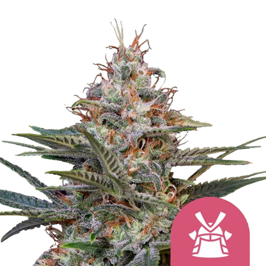 wholesale royal queen seeds shogun feminized cannabis seeds 5 seeds pack