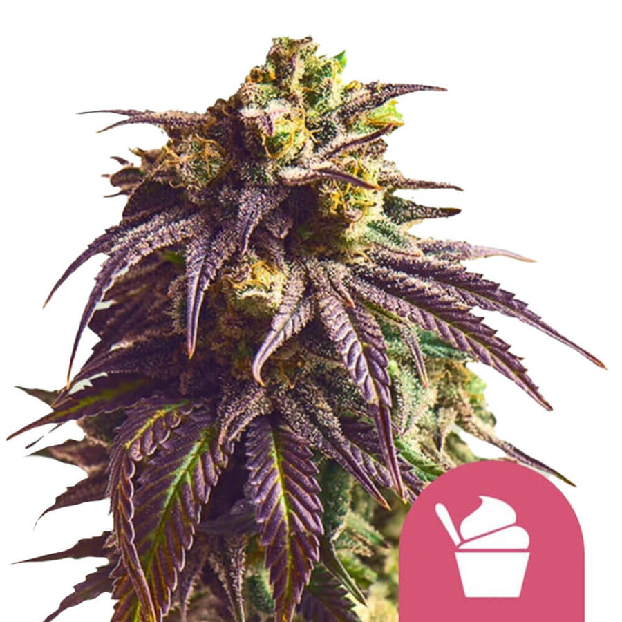 wholesale-royal-queen-seeds-sundae-driver-feminized-cannabis-seeds-5-seeds-pack