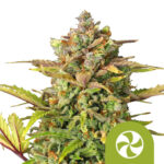 wholesale royal queen seeds sweet zz auto autoflowering cannabis seeds 3 seeds pack