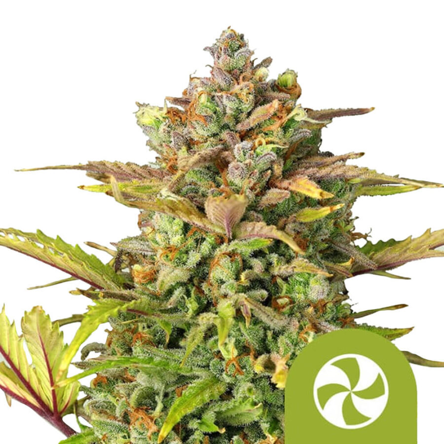 wholesale-royal-queen-seeds-sweet-zz-auto-autoflowering-cannabis-seeds-5-seeds-pack