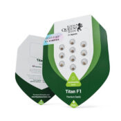wholesale-royal-queen-seeds-titan-f1-autoflowering-cannabis-seeds-5-seeds-pack-1