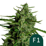 wholesale-royal-queen-seeds-titan-f1-autoflowering-cannabis-seeds-5-seeds-pack