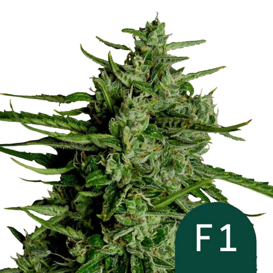 wholesale-royal-queen-seeds-titan-f1-autoflowering-cannabis-seeds-5-seeds-pack