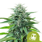 wholesale royal queen seeds trainwreck auto autoflowering cannabis seeds 3 seeds pack