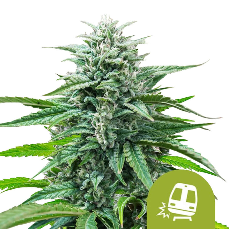wholesale royal queen seeds trainwreck auto autoflowering cannabis seeds 3 seeds pack