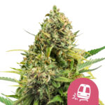 wholesale-royal-queen-seeds-trainwreck-feminized-cannabis-seeds-3-seeds-pack