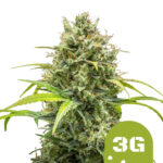 wholesale-royal-queen-seeds-triple-g-auto-autoflowering-cannabis-seeds-3-seeds-pack