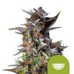 wholesale-royal-queen-seeds-watermelon-auto-autoflowering-cannabis-seeds-3-seeds-pack-1