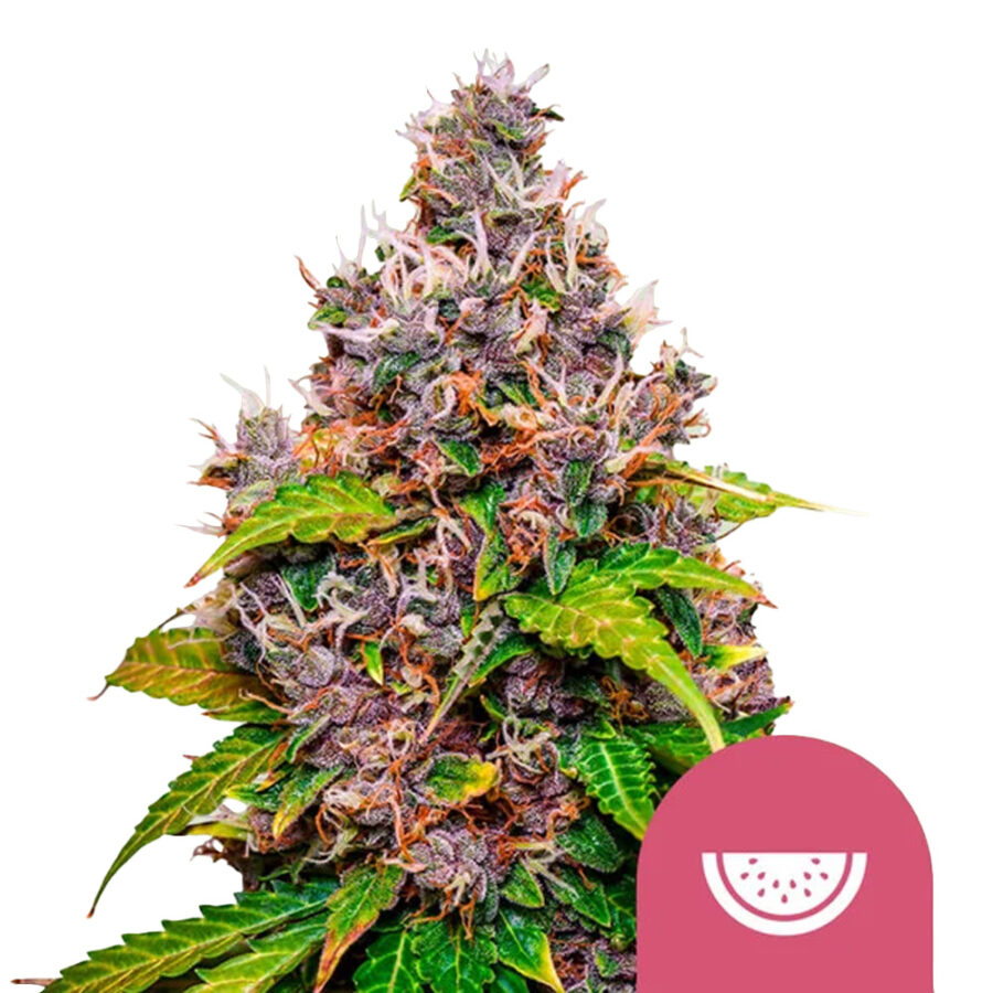 wholesale-royal-queen-seeds-watermelon-feminized-cannabis-seeds-3-seeds-pack