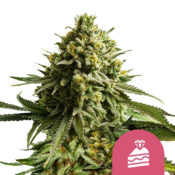 Royal Queen Seeds Wedding Cake feminized cannabis seeds (3 seeds pack)