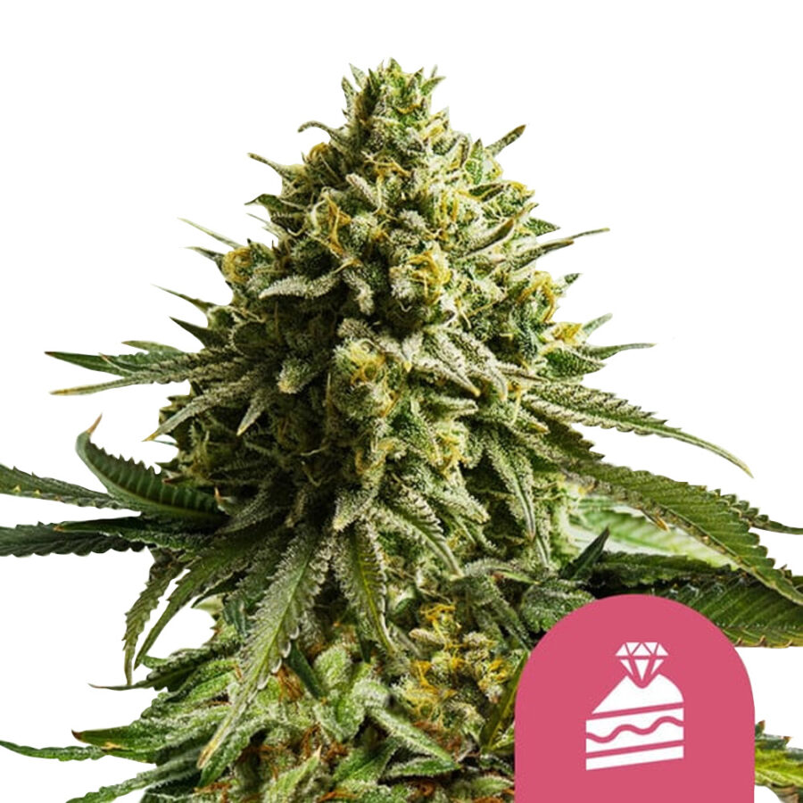 wholesale-royal-queen-seeds-wedding-cake-feminized-cannabis-seeds-3-seeds-pack