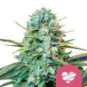 Royal Queen Seeds Wedding Crasher feminized cannabis seeds (3 seeds pack)