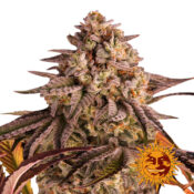 wholesale-barneys-farm-blue-sunset-sherbert-feminized-cannabis-seeds-3-seeds-pack-2
