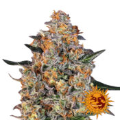 wholesale-barneys-farm-bubba-kush-feminized-cannabis-seeds-3-seeds-pack