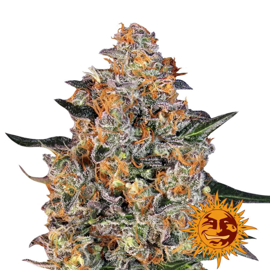 wholesale-barneys-farm-bubba-kush-feminized-cannabis-seeds-3-seeds-pack