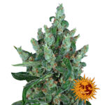 wholesale-barneys-farm-laughing-buddha-feminized-cannabis-seeds-5-seeds-pack-3