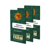 wholesale-barneys-farm-mimosa-x-orange-punch-feminized-cannabis-seeds-5-seeds-pack-1