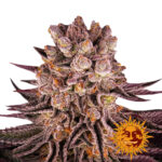 wholesale-barneys-farm-mimosa-x-orange-punch-feminized-cannabis-seeds-5-seeds-pack