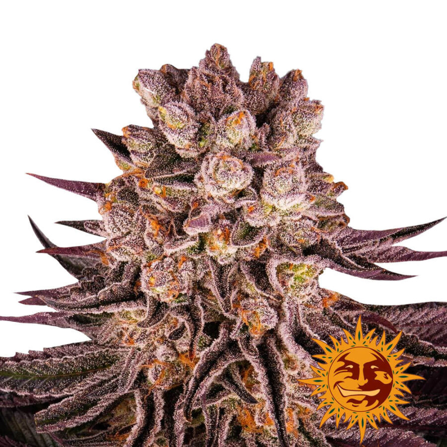 wholesale-barneys-farm-mimosa-x-orange-punch-feminized-cannabis-seeds-5-seeds-pack
