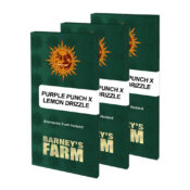 wholesale-barneys-farm-purple-punch-x-lemon-drizzle-feminized-cannabis-seeds-3-seeds-pack-1