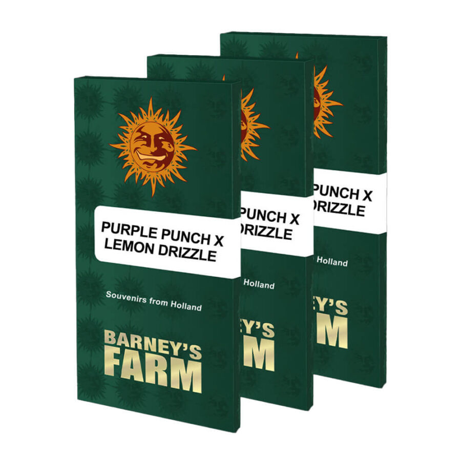wholesale-barneys-farm-purple-punch-x-lemon-drizzle-feminized-cannabis-seeds-3-seeds-pack-1