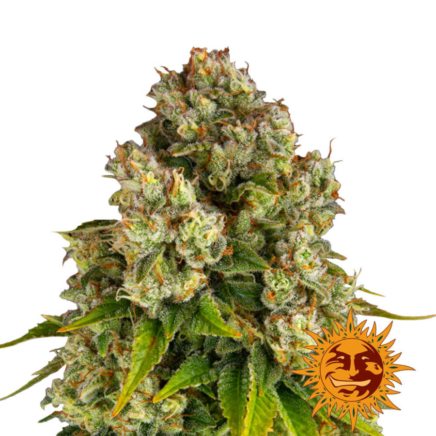wholesale-barneys-farm-purple-punch-x-lemon-drizzle-feminized-cannabis-seeds-3-seeds-pack