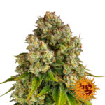 wholesale-barneys-farm-purple-punch-x-lemon-drizzle-feminized-cannabis-seeds-5-seeds-pack