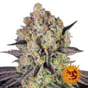 wholesale-barneys-farm-runtz-feminized-cannabis-seeds-5-seeds-pack