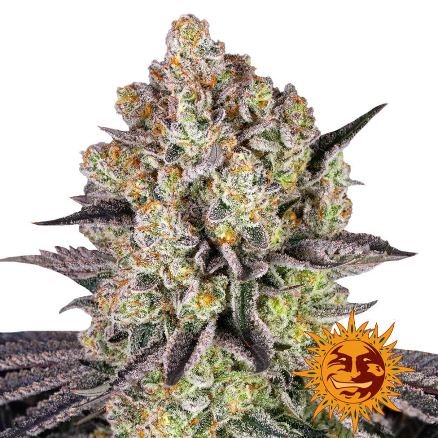 wholesale-barneys-farm-runtz-feminized-cannabis-seeds-5-seeds-pack