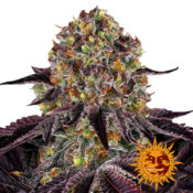 wholesale-barneys-farm-runtz-x-layer-cake-feminized-cannabis-seeds-3-seeds-pack