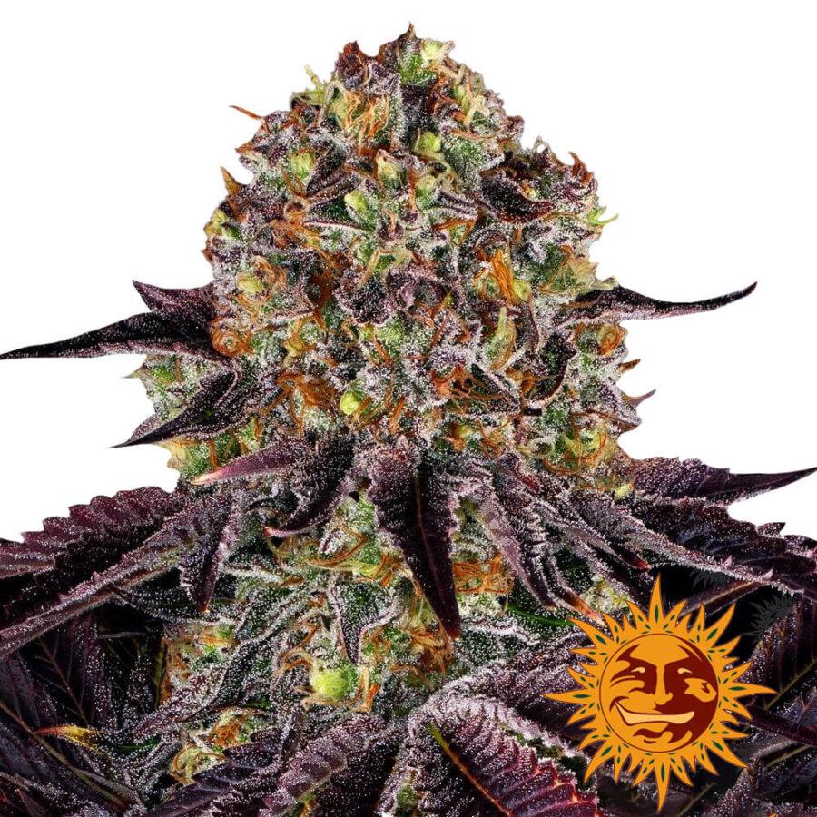 wholesale-barneys-farm-runtz-x-layer-cake-feminized-cannabis-seeds-3-seeds-pack