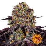 wholesale-barneys-farm-runtz-x-layer-cake-feminized-cannabis-seeds-5-seeds-pack