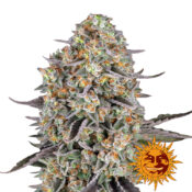 wholesale-barneys-farm-sour-strawberry-feminized-cannabis-seeds-5-seeds-pack
