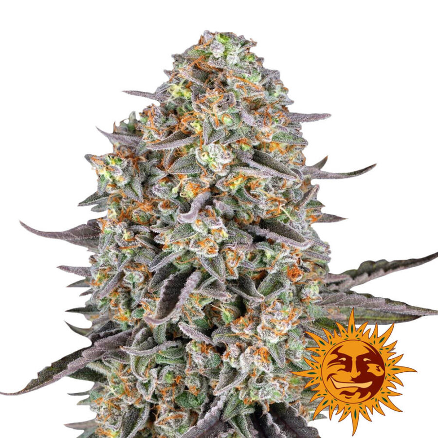 wholesale-barneys-farm-sour-strawberry-feminized-cannabis-seeds-5-seeds-pack