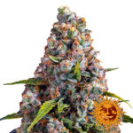 wholesale-barneys-farm-strawberry-cheesecake-auto-autoflowering-cannabis-seeds-5-seeds-pack