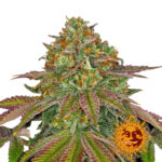 wholesale-barneys-farm-wedding-cake-feminized-cannabis-seeds-5-seeds-pack