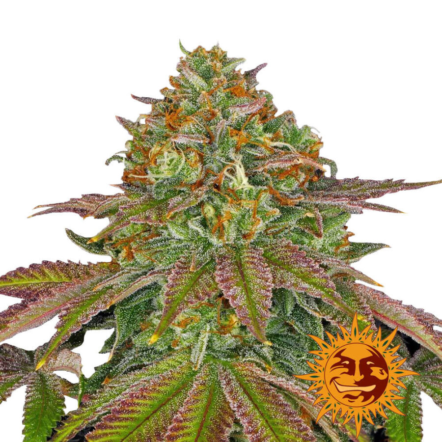 wholesale-barneys-farm-wedding-cake-feminized-cannabis-seeds-5-seeds-pack