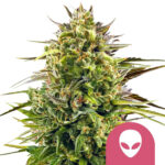 wholesale-royal-queen-seeds-alien-og-feminized-cannabis-seeds-5-seeds-pack