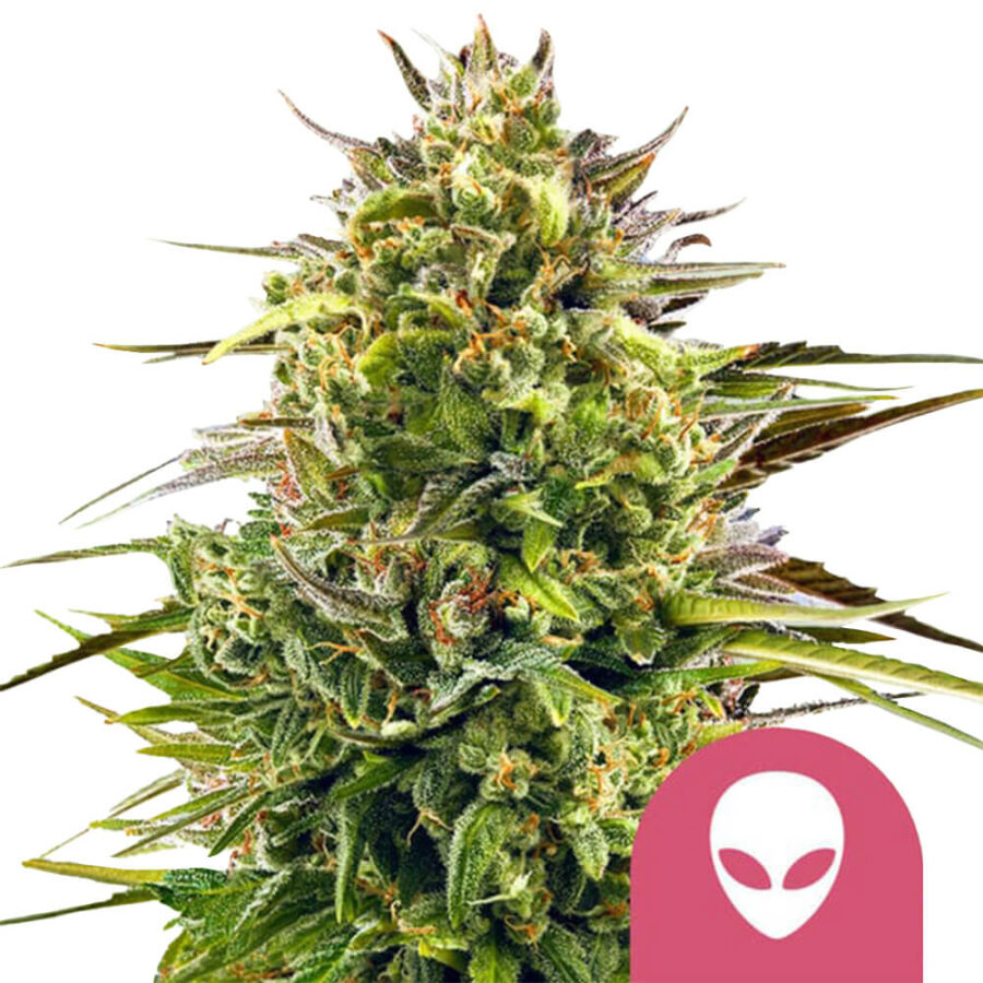wholesale-royal-queen-seeds-alien-og-feminized-cannabis-seeds-5-seeds-pack