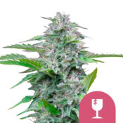 wholesale-royal-queen-seeds-critical-feminized-cannabis-seeds-5seeds-pack