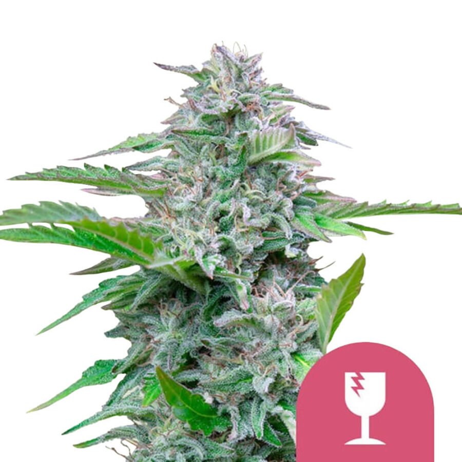wholesale-royal-queen-seeds-critical-feminized-cannabis-seeds-5seeds-pack