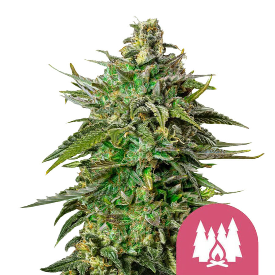 wholesale-royal-queen-seeds-larry-og-feminized-cannabis-seeds-5-seeds-pack