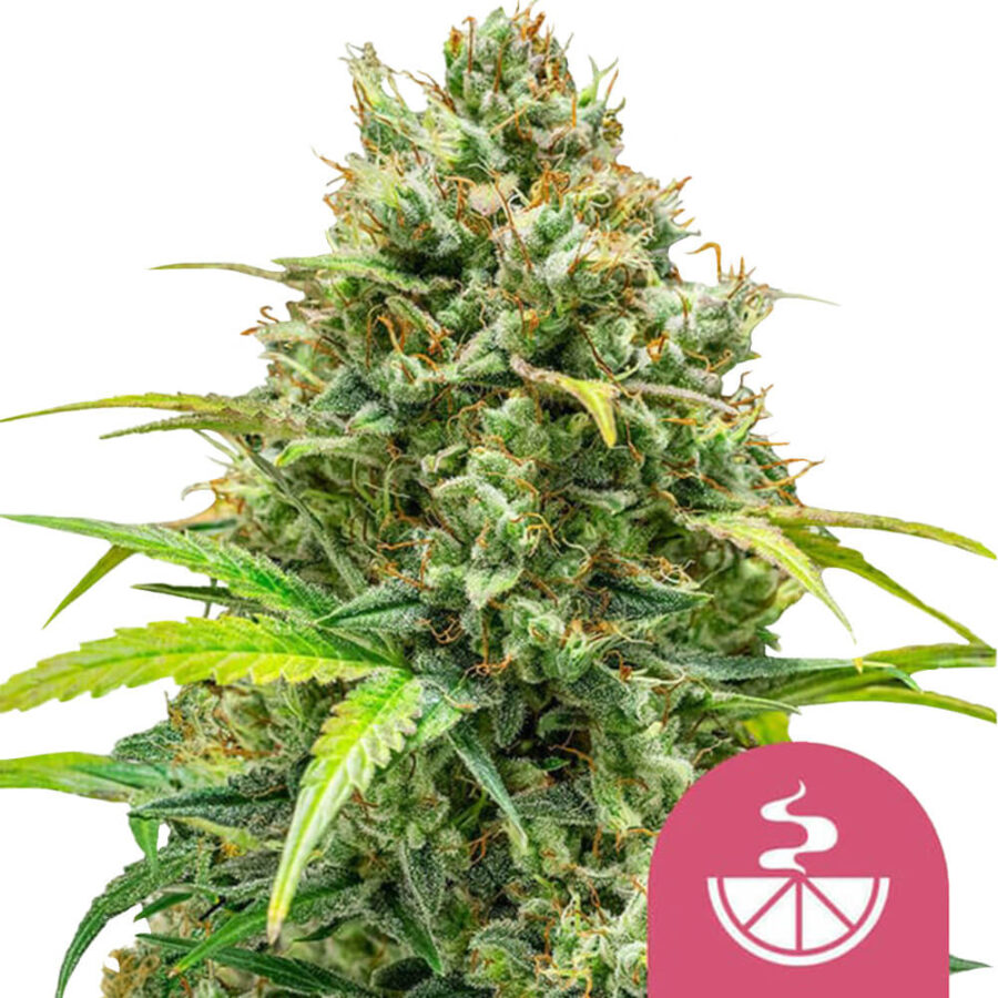 wholesale royal queen seeds lemon skunk feminized cannabis seeds 5 seeds pack