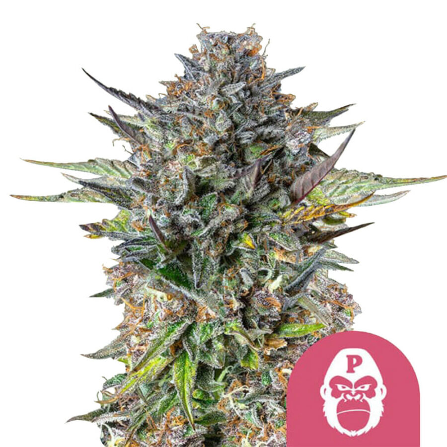 wholesale-royal-queen-seeds-pink-gorilla-feminized-cannabis-seeds-3-seeds-pack