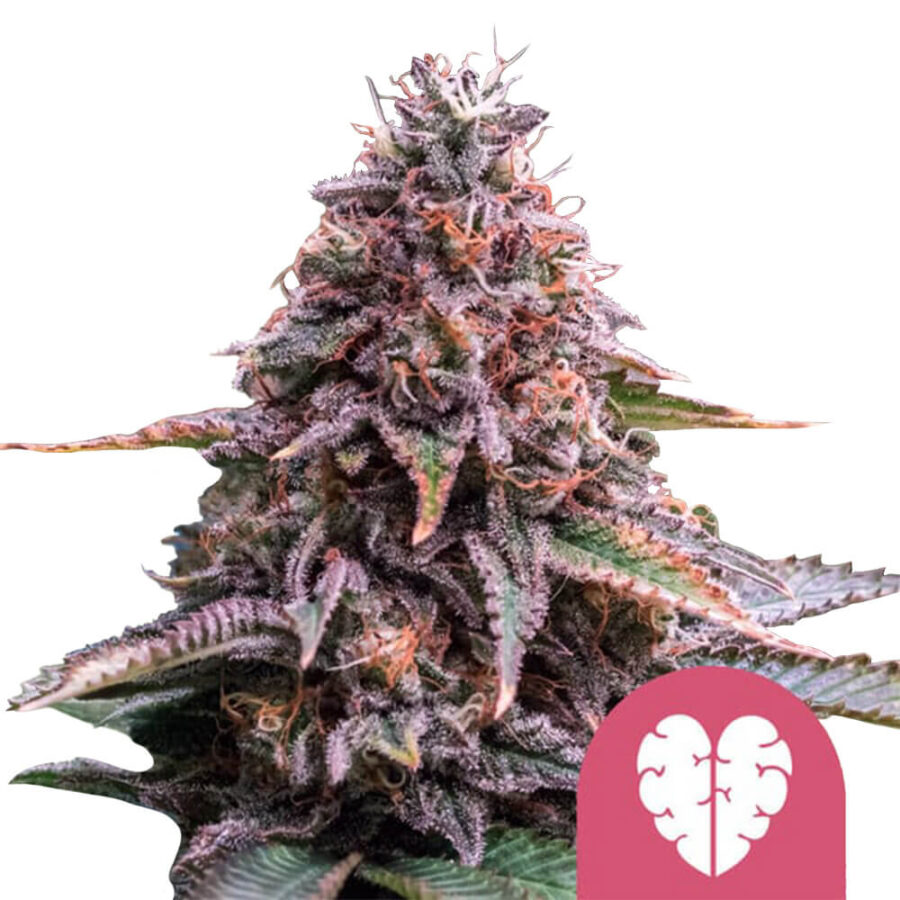 wholesale royal queen seeds pink minst feminized cannabis seeds 5 seeds pack