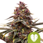 wholesale-royal-queen-seeds-pink-mist-automatic-autoflowering-cannabis-seeds-5-seeds-pack