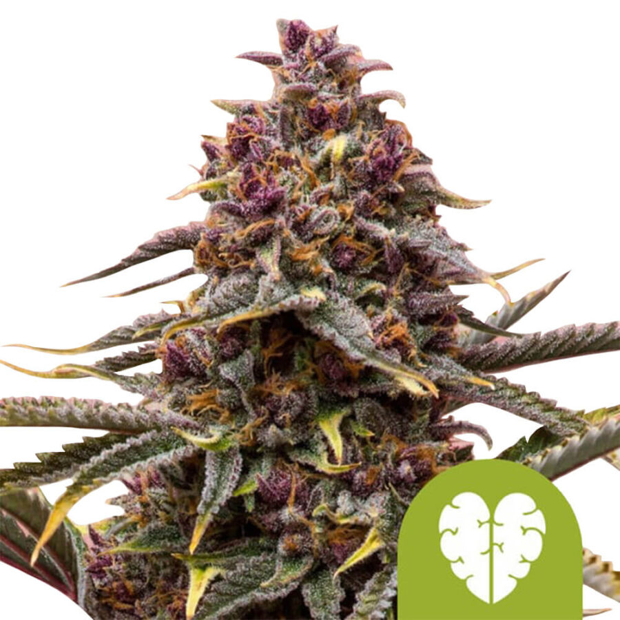 wholesale-royal-queen-seeds-pink-mist-automatic-autoflowering-cannabis-seeds-5-seeds-pack