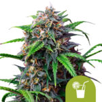 wholesale-royal-queen-seeds-purple-lemonade-automatic-autoflowering-cannabis-seeds-5-seeds-pack