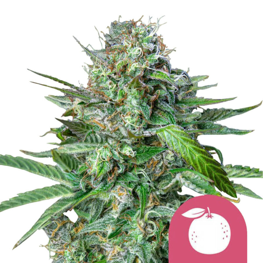 wholesale-royal-queen-seeds-tangie-feminized-cannabis-seeds-5-seeds-pack