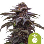 wholesale-royal-queen-seeds-tropicana-cookies-purple-autoflowering-cannabis-seeds-3-seeds-pack